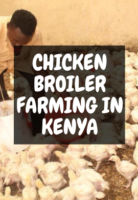Chicken broiler farming.